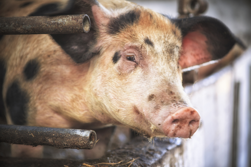 Factory farms could pose pandemic risk · A Humane World