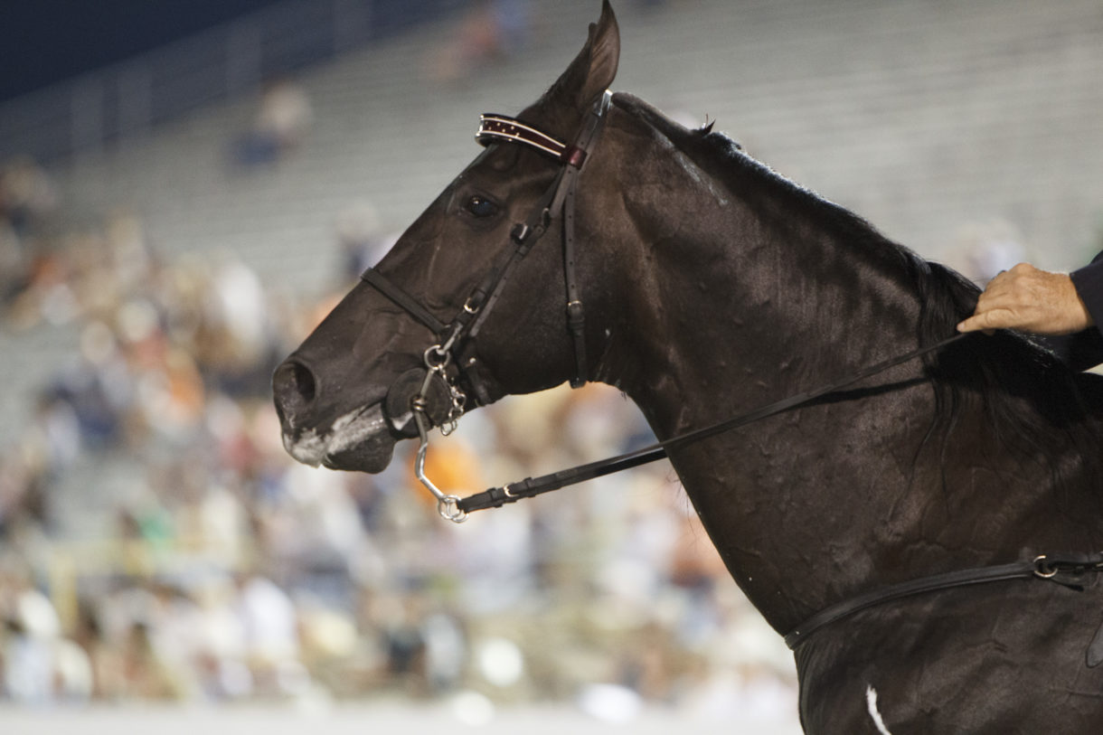 Kentucky voters say a decisive ‘yes’ to legislation ending walking horse soring