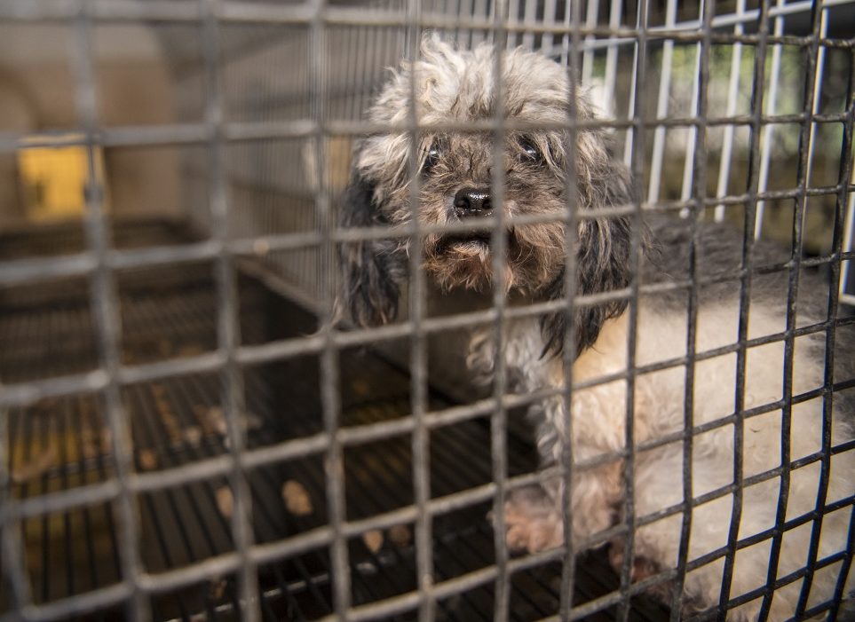Slow pace of state and federal inspections during pandemic makes things worse for dogs in puppy mills