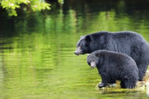 As black bears prepare to hibernate, trophy hunters go on a killing spree