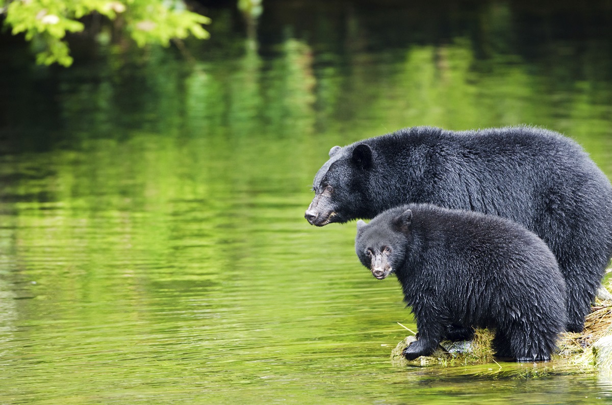 As black bears prepare to hibernate, trophy hunters go on a killing spree