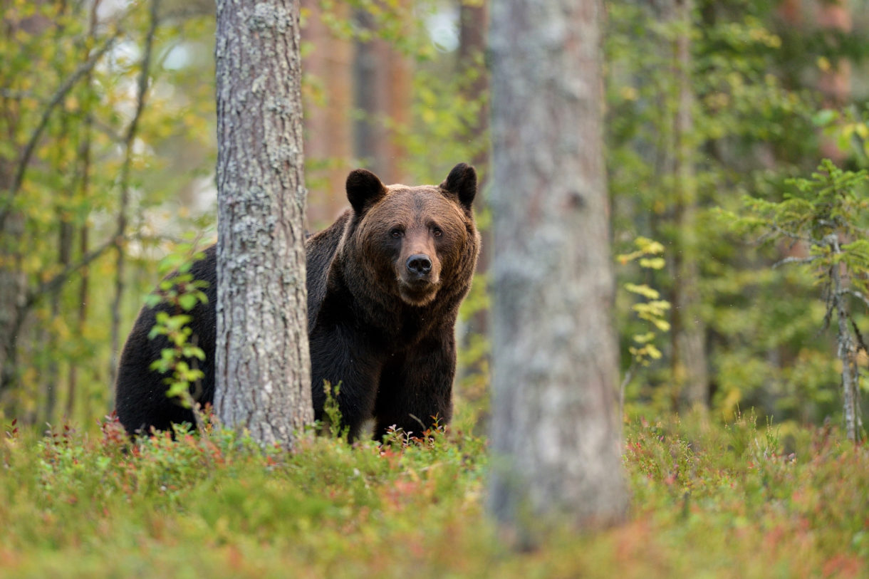 Victory! Court upholds Obama-era protections for Alaska’s brown bears, disallows baiting