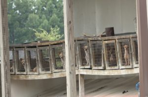 HSUS undercover investigation shows dogs in dismal conditions at puppy mills while USDA turns a blind eye