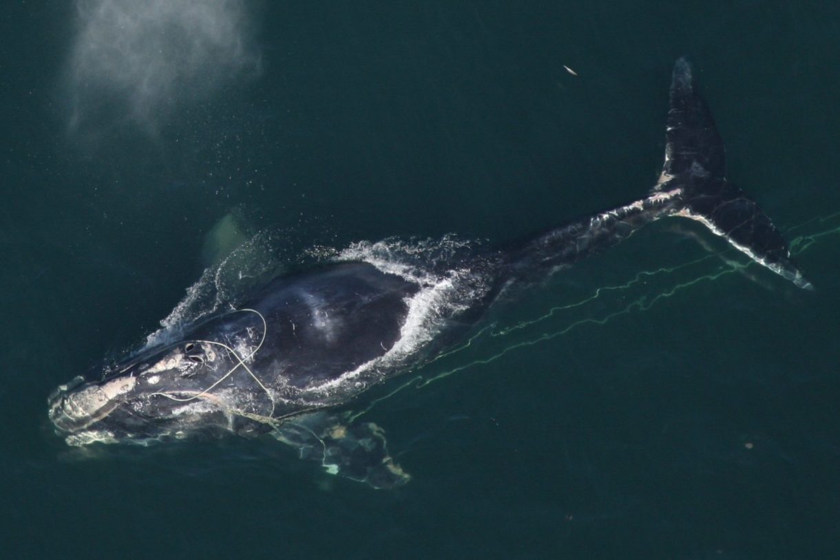 Commercial fishing gear has driven right whales to the brink of extinction. We are asking the U.S. for emergency protections