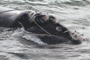 Proposed U.S. rule on critically endangered right whales is too weak to bring real change