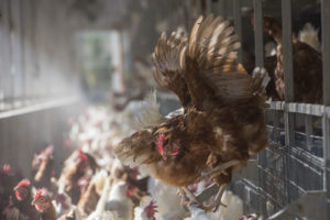 In 2020, we dismantled more cruel cages on factory farms and set new records for egg-laying hens