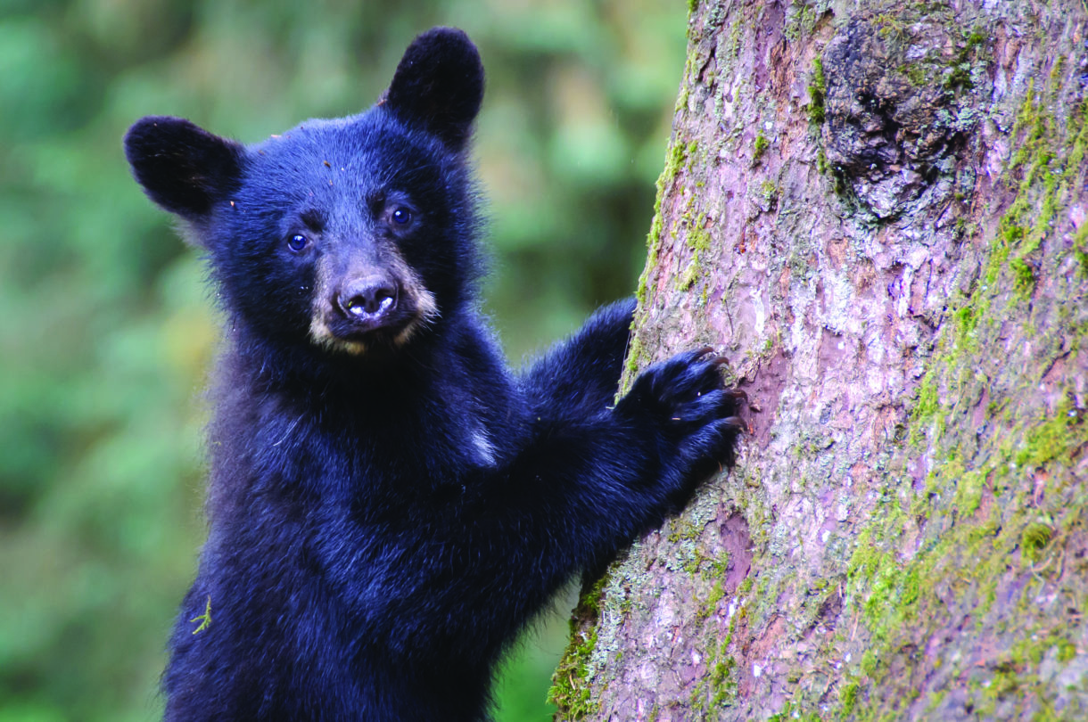Breaking news: Missouri votes to open first black bear trophy hunt in decades