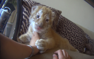 U.S. House passes bill to prohibit keeping big cats as pets and for public contact