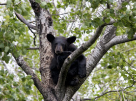 Missouri to vote this Friday on opening black bear hunt