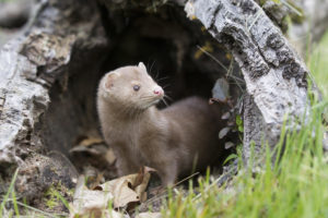 Mink living in the wild near Utah fur farm tests positive for coronavirus, increasing urgency to end fur farming