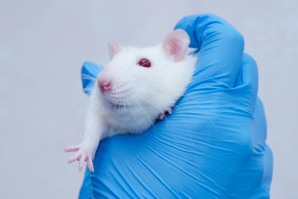 In 2020, more corporations, governments moved to end cosmetics testing on animals