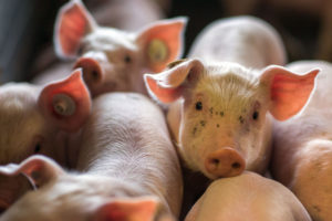 Factory farms are baking pigs alive during the pandemic. Veterinarians call for changing guidance on this barbaric killing method