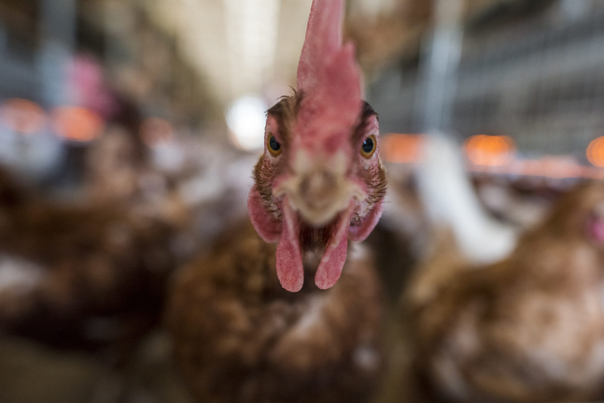 Major corporations, including Nestle and Arby’s, confirm they now use 100% cage-free eggs in U.S.