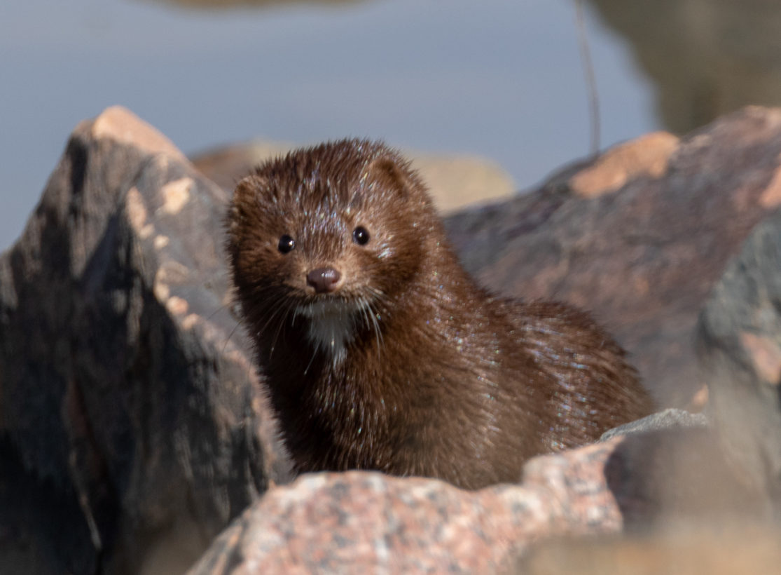 Utah allegedly didn’t disclose mink fur farm worker’s death due to COVID. Sweden suspends mink farming
