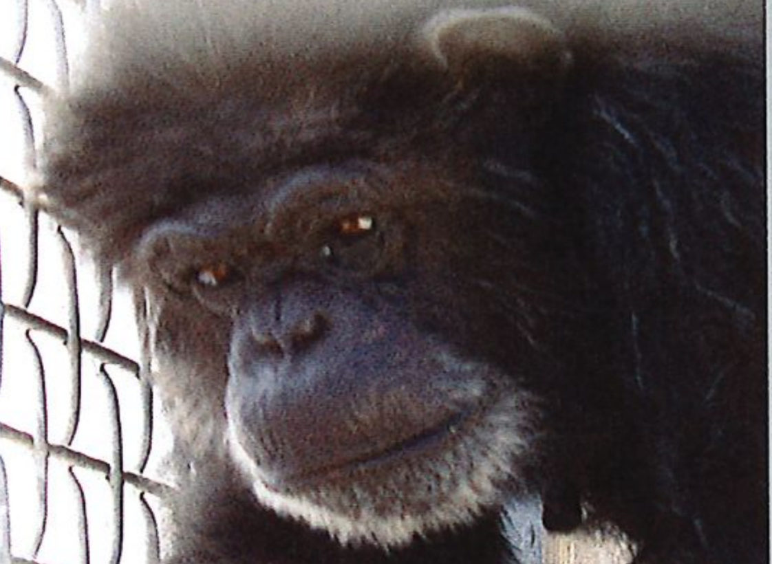 37 chimpanzees once used for research are still locked up in a lab. We are suing the NIH to release them to sanctuary