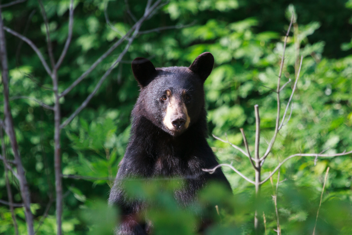 California lawmaker introduces bill to ban black bear hunting