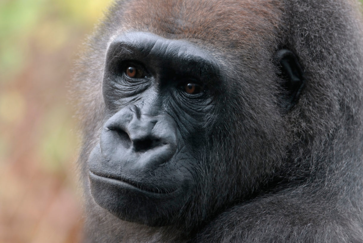 Gorillas at zoo in San Diego test positive for coronavirus