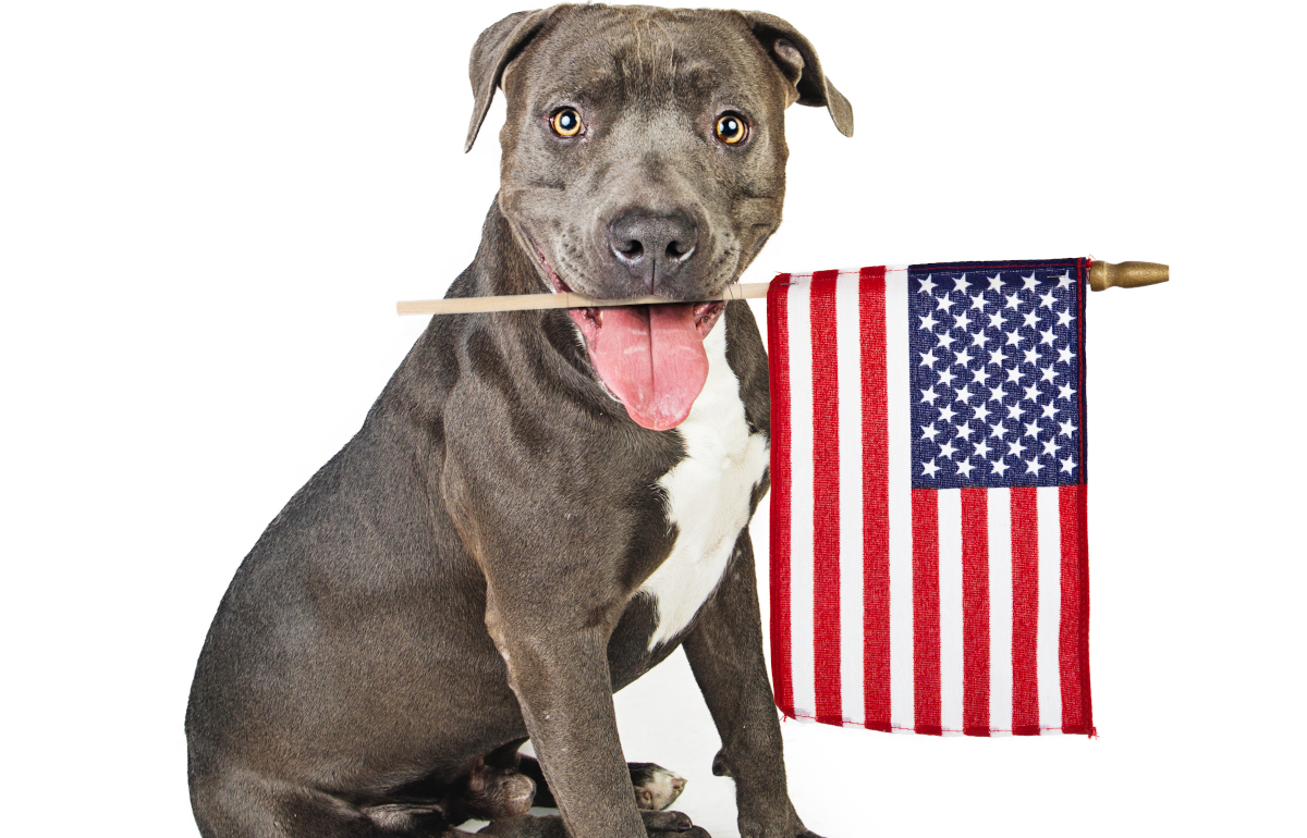 Our 100-day plan for animal protection under the Biden-Harris administration