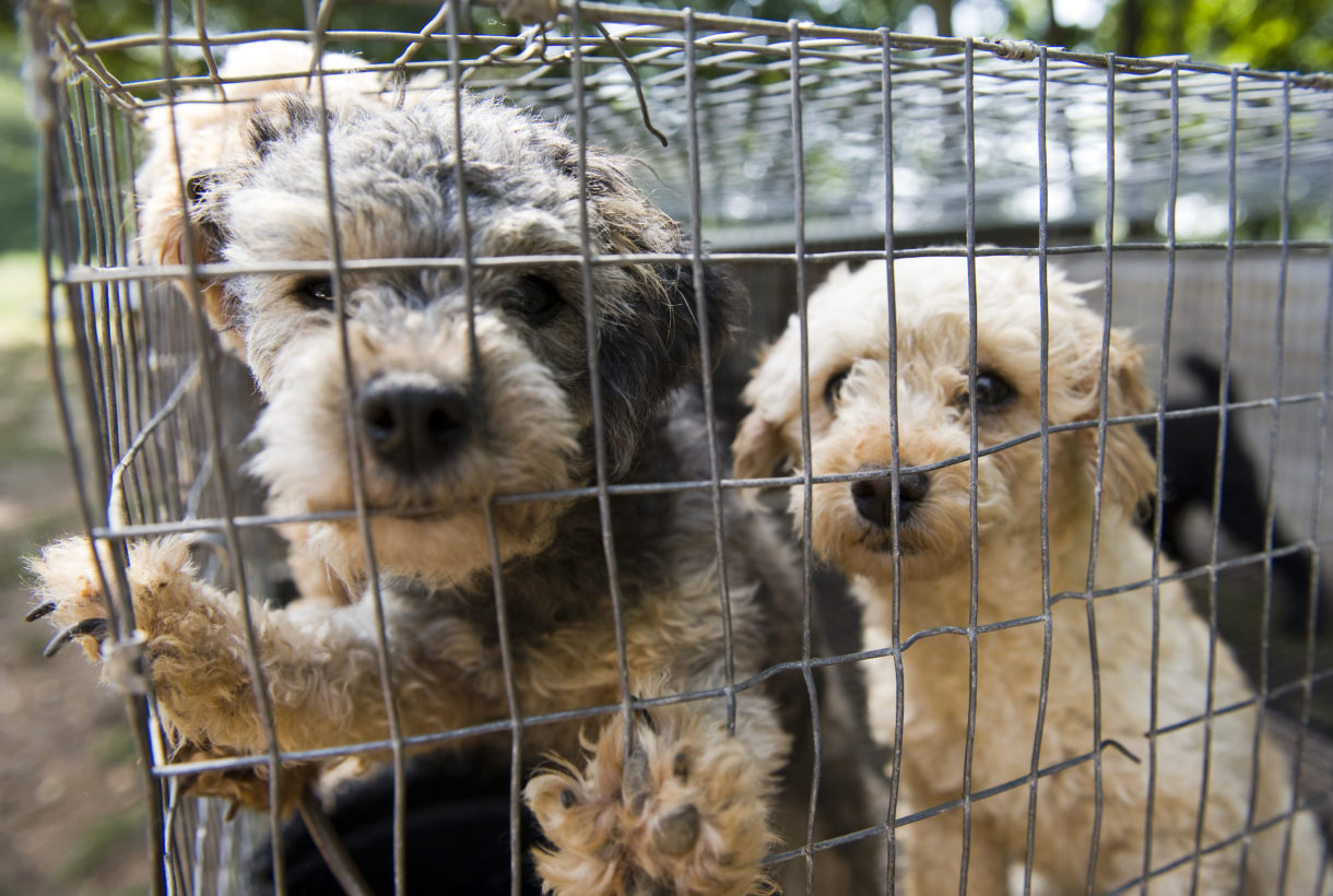 Tennessee has no puppy mill law. The last thing it needs is a new Petland selling puppies.