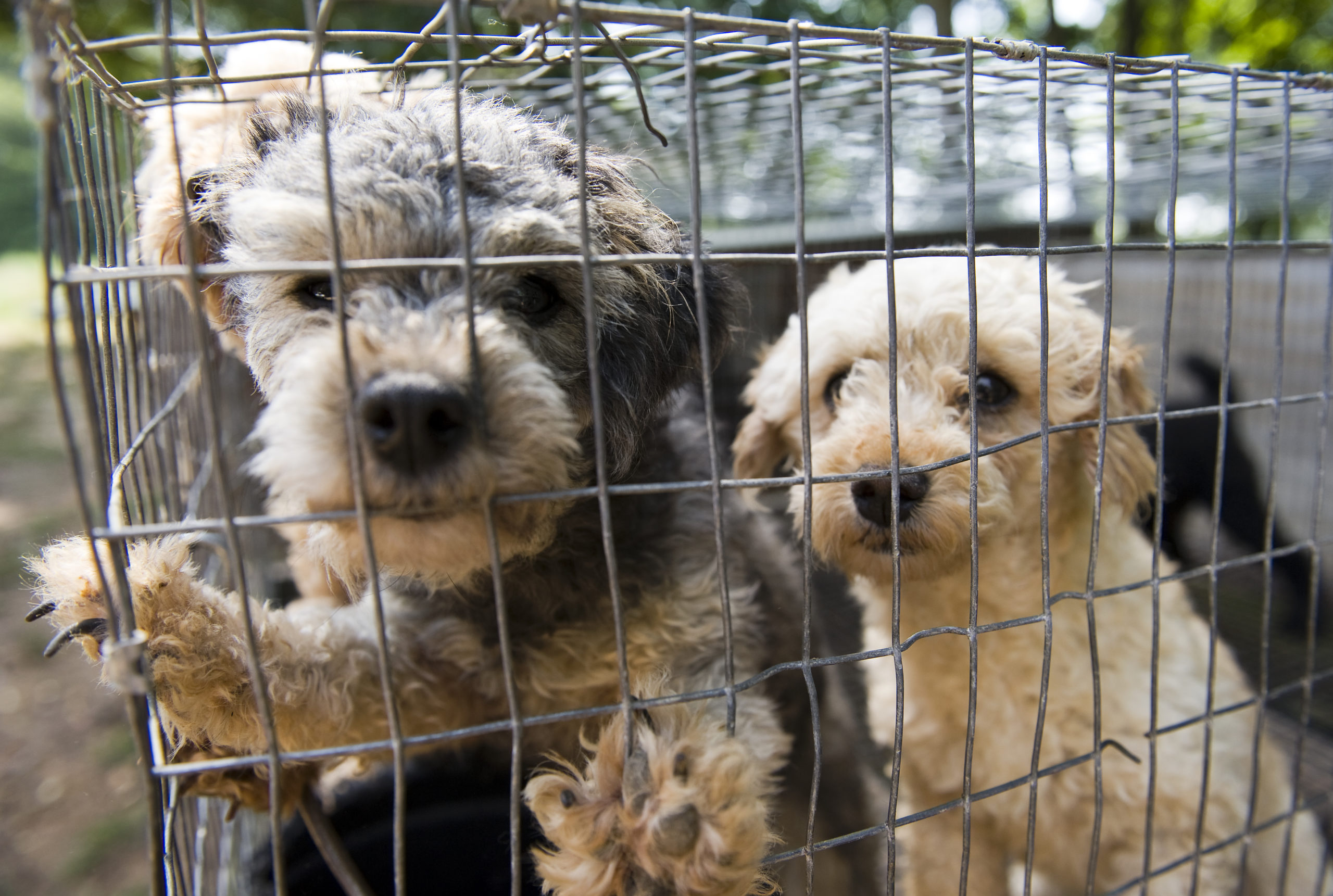 Tennessee has no puppy mill law. The last thing it needs is a new Petland  selling puppies. · A Humane World