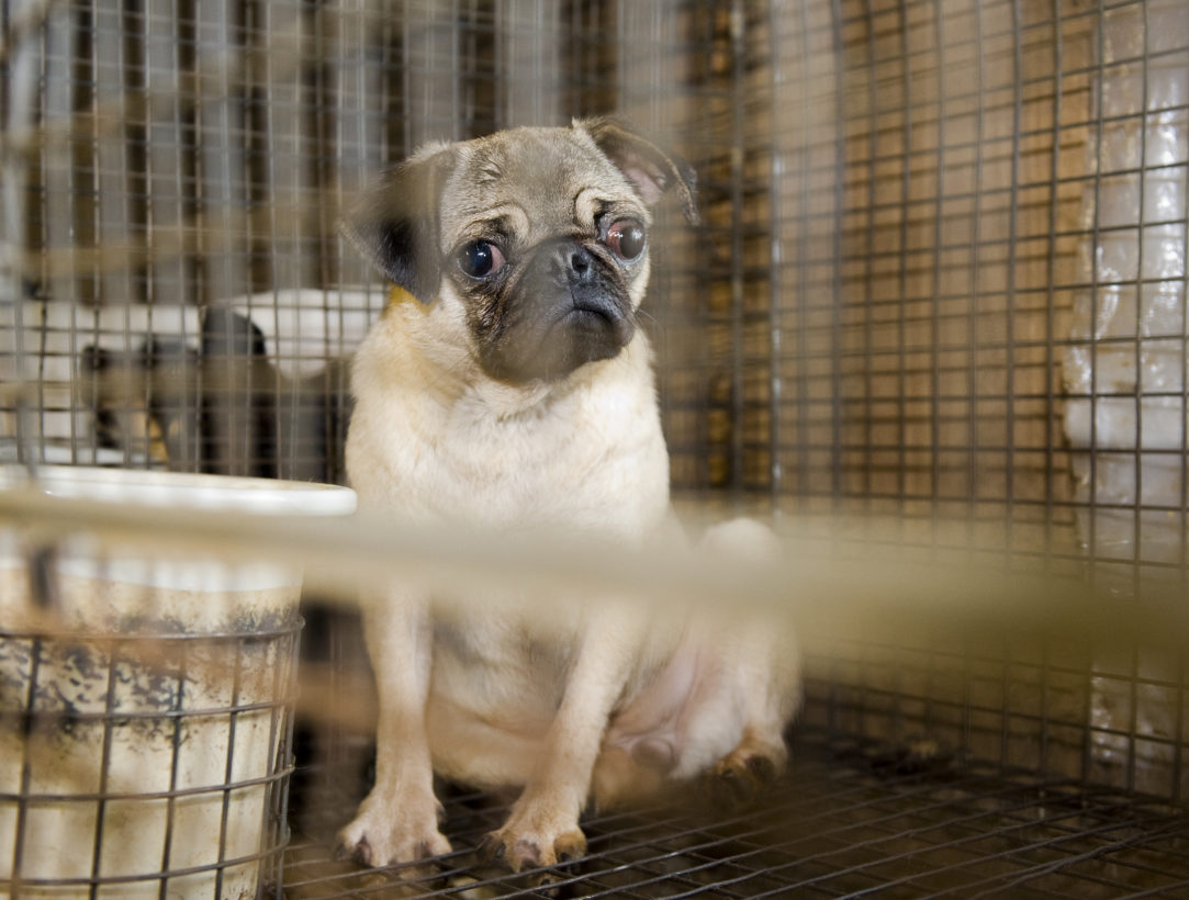 More states, including New York, move to end pet store puppy sales