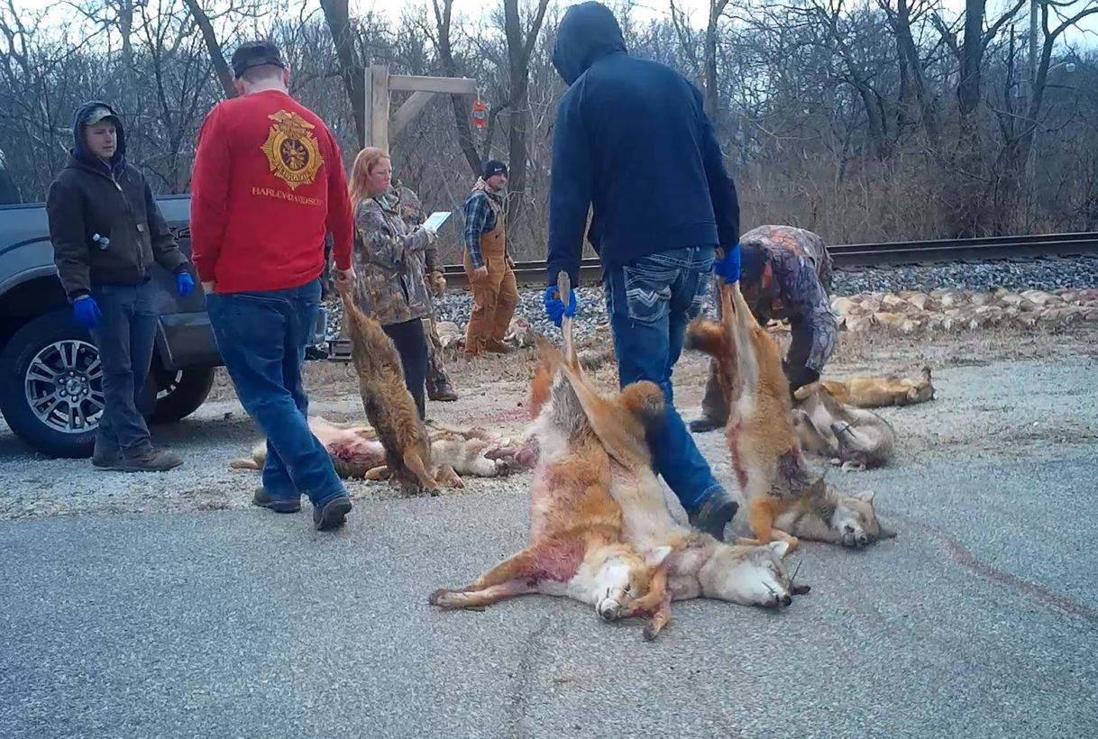 Undercover investigation lays bare extreme cruelty in Indiana and Texas wildlife killing contests. Foxes, bobcats, coyotes among animals blasted with assault rifles