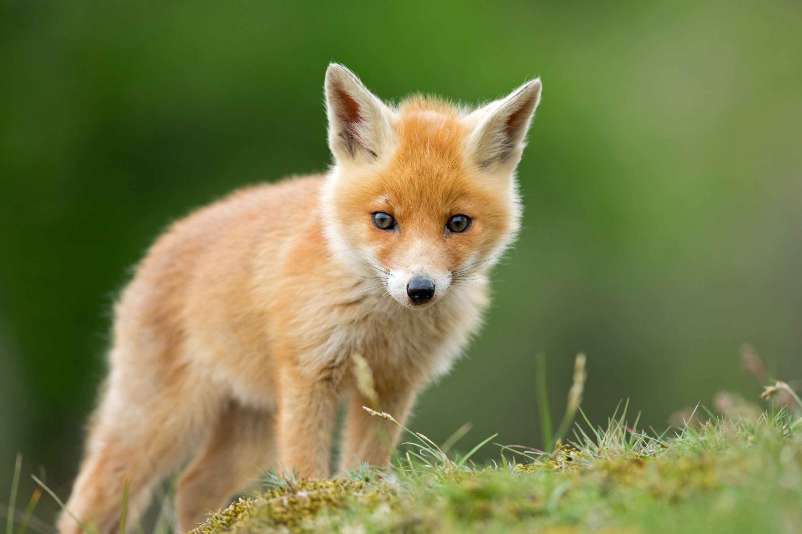 Several states introduce bills banning fur, voicing concerns over cruelty,  pandemic risk · A Humane World