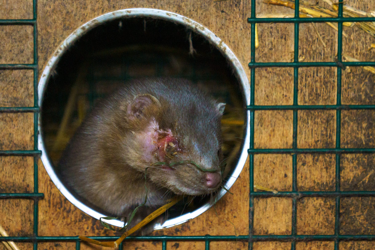 As fur farms prepare to breed mink, global health bodies issue warning on high coronavirus risk