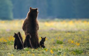 Americans love grizzly bears, but Montana and Wyoming lawmakers are not getting the message