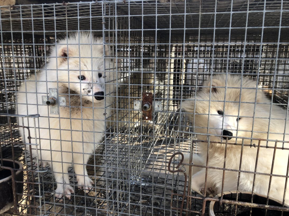 New HSI investigation reveals appalling cruelty on fur farms