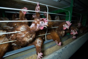 Court clears way for lawsuit against USDA policy of rewarding factory farms that spread bird flu