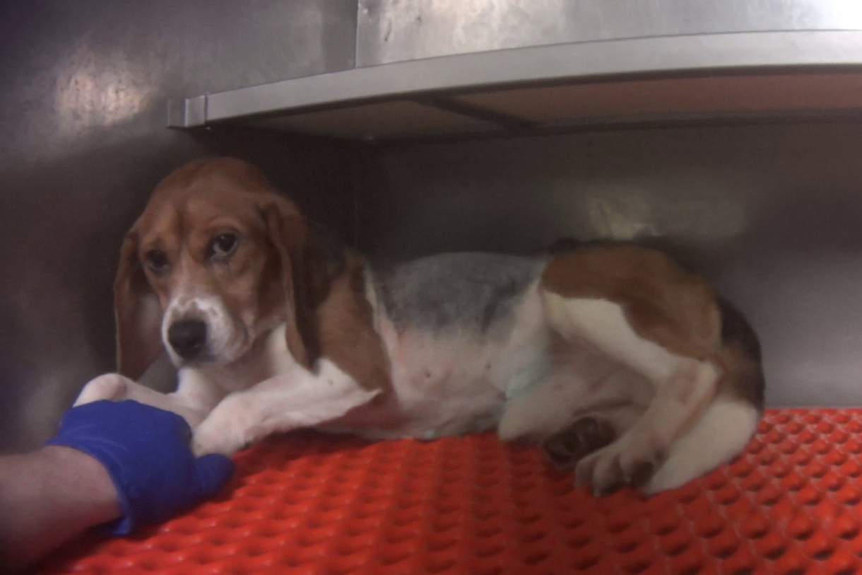 New report: U.S. spends millions of taxpayer dollars to fund experiments on dogs