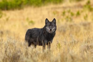 Montana’s governor killed a Yellowstone wolf. But he now has a chance to set things right
