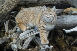 Colorado, Idaho make reckless decisions to persecute bobcats, mountain lions and other wildlife
