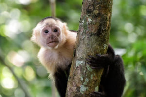 Costa Rica and HSI seek to end wildlife selfie abuses with #StopAnimalSelfies campaign