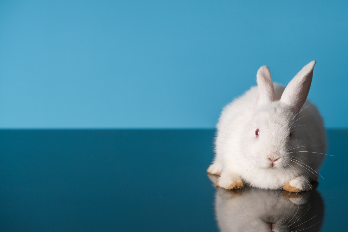 Breaking news: Maryland lawmakers say ‘no’ to new cosmetics tests on animals