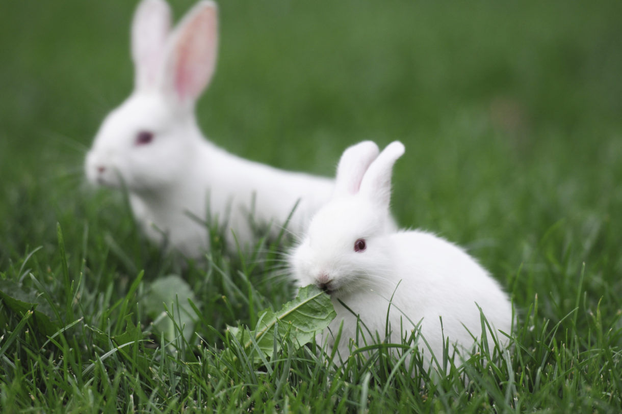 Breaking news: Virginia governor signs bill ending new cosmetics animal testing