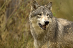 Trophy hunters kill 216 wolves in Wisconsin bloodbath