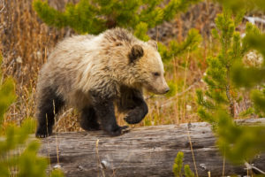 Breaking news: U.S. says grizzly bears should remain protected under Endangered Species Act