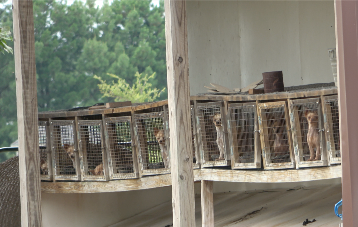 Puppy Protection Act would end some of the worst puppy mill cruelties