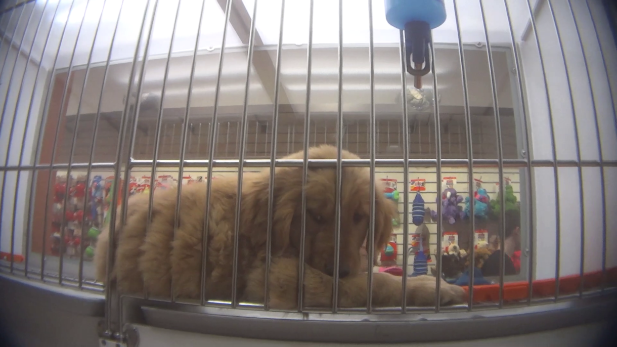 Breaking: Washington bans the sale of puppy mill puppies in pet shops