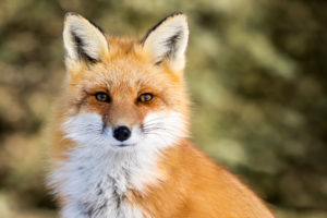 Breaking news: Saks Fifth Avenue will ditch fur