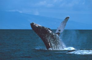 U.S. finalizes critical habitat protections for endangered humpback whales