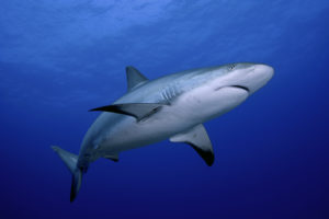 House revives bill to end shark fin trade that passed during last session