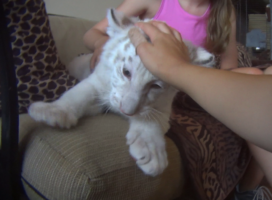 Bill to end keeping big cats as pets, ‘cub petting’ reintroduced in U.S. Senate