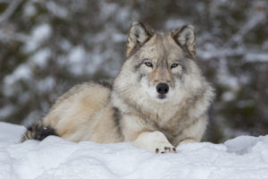 Idaho lawmakers on verge of sanctioning a carnage of 90% of the state’s wolves