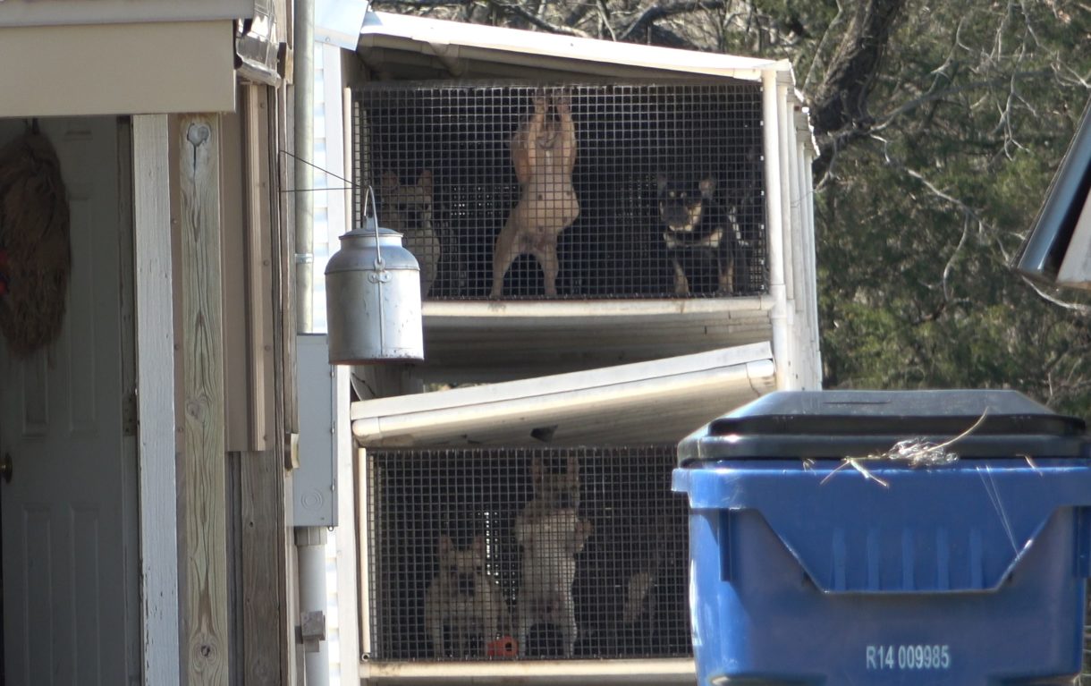 Our Horrible Hundred report exposes 100 puppy mills that sell to pet stores and online