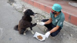 How our India team fed 18,000 street dogs during the pandemic