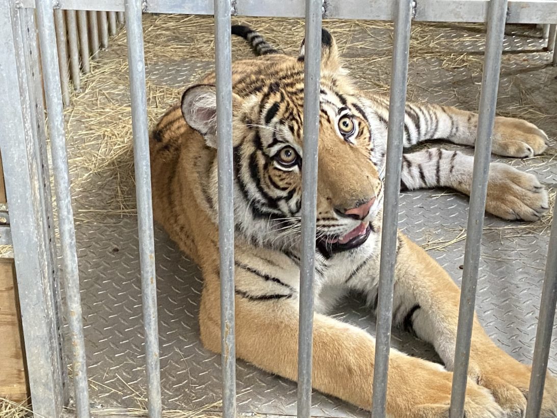 Breaking: Texas tiger arrives at our animal sanctuary, Black Beauty Ranch