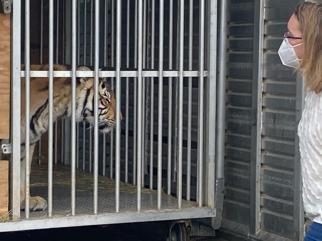 Breaking: Texas tiger arrives at our animal sanctuary, Black Beauty Ranch ·  A Humane World